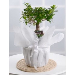 SAKSIDA BONSAİ