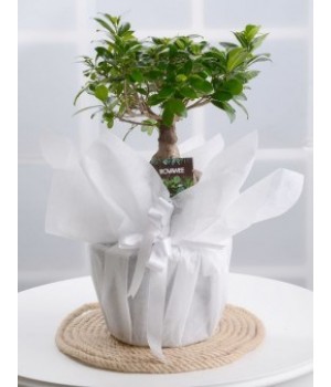 SAKSIDA BONSAİ